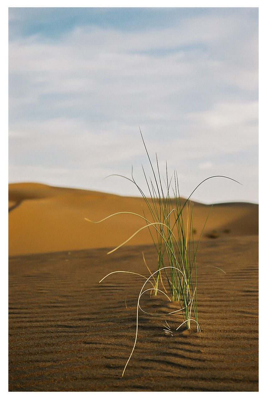 Close-up of plant growing at desert against sky