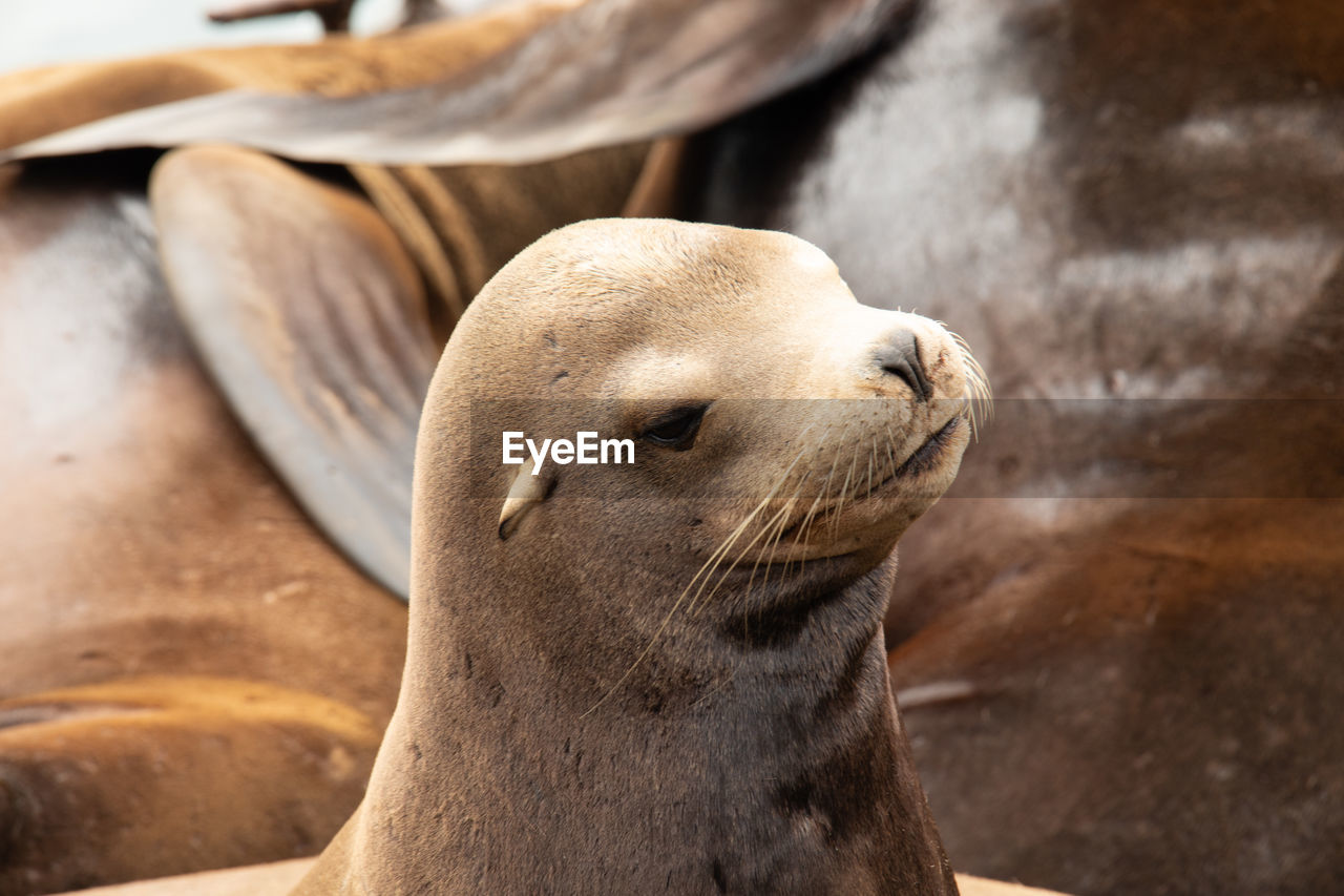 High angle view of sea lions relaxing on beach