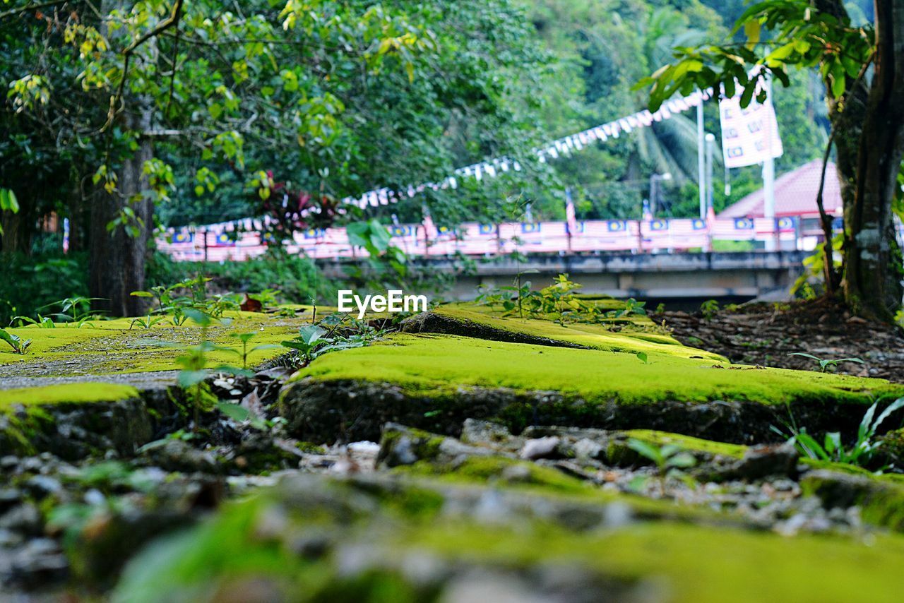 SCENIC VIEW OF TREES BY PLANTS