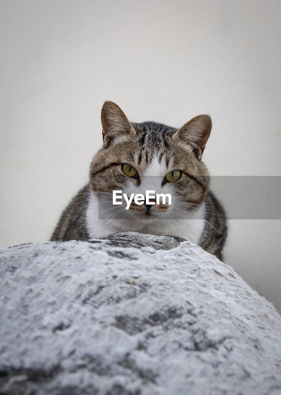 Close-up of a cat looking away