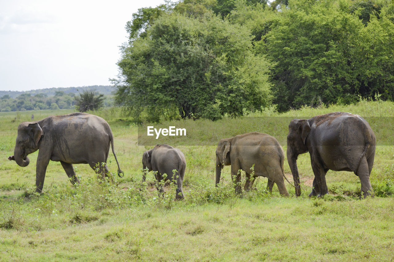 Group elephants in the savannah