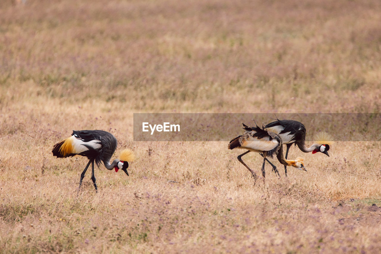 Side view of grey-crowned crane on field