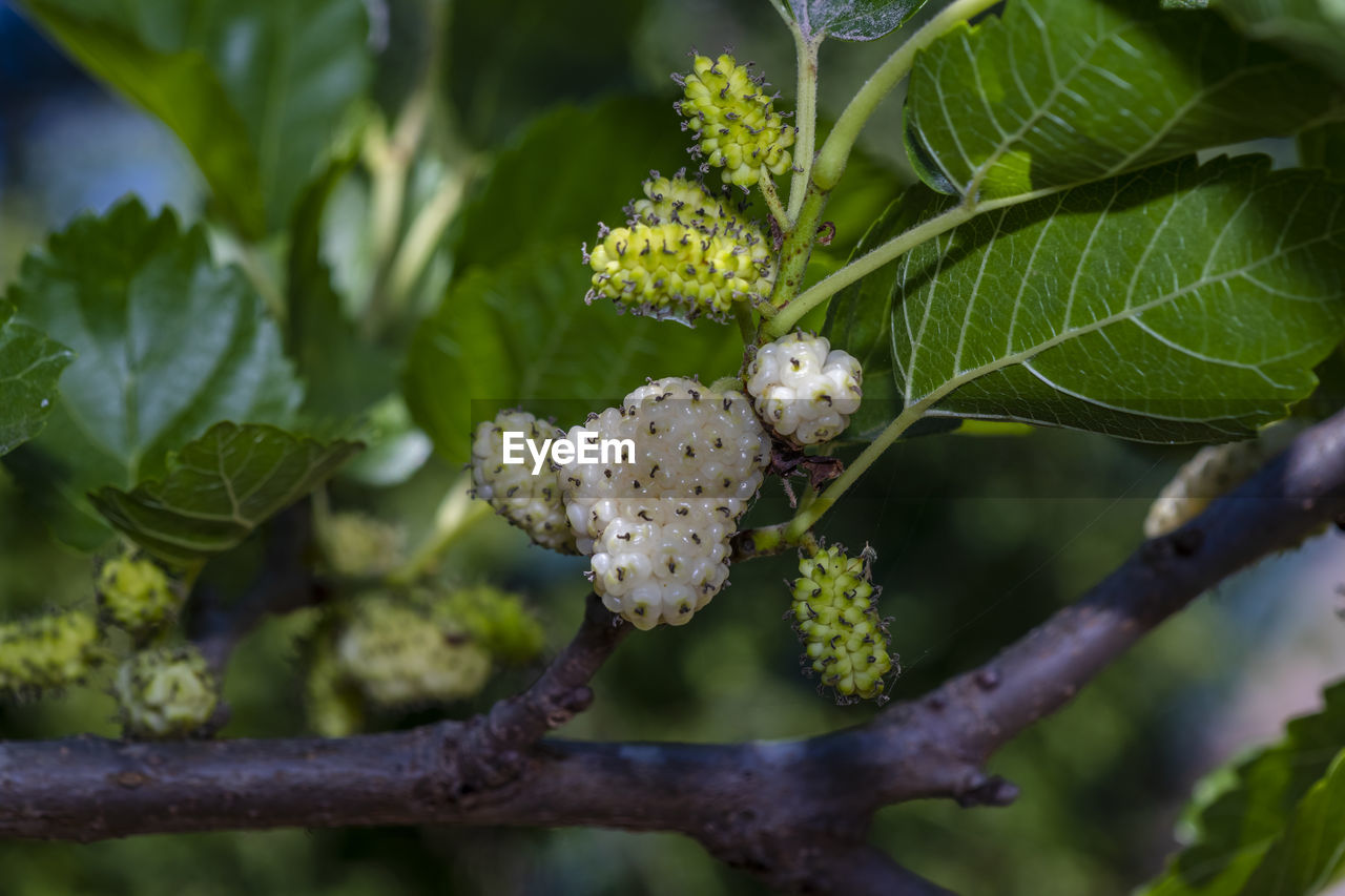CLOSE-UP OF WHITE FLOWERING PLANT WITH TREE