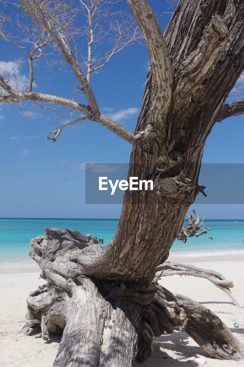 Driftwood on tree trunk by sea against sky