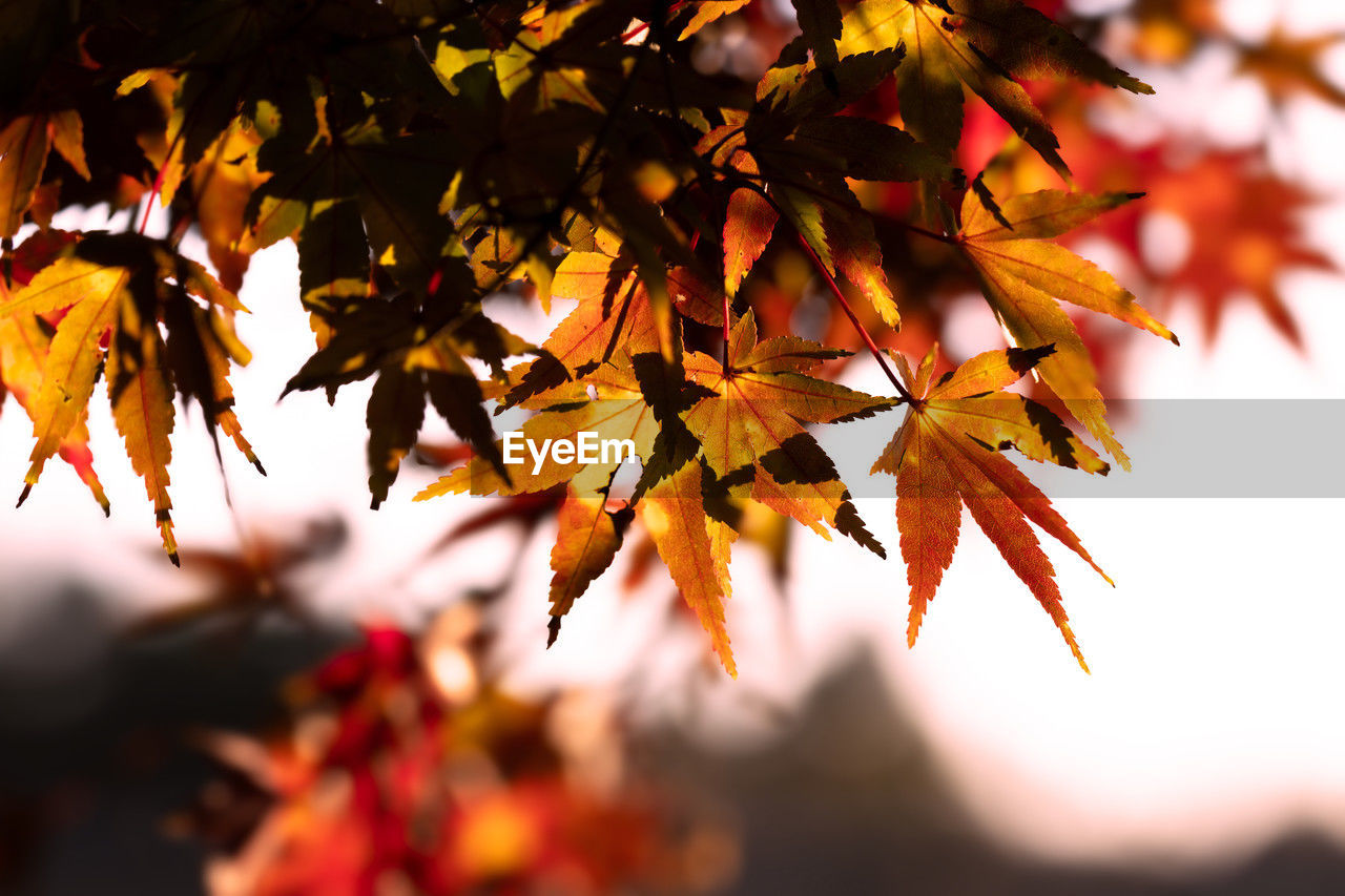 leaf, autumn, plant part, tree, nature, beauty in nature, plant, maple tree, branch, maple leaf, sunlight, maple, tranquility, orange color, environment, red, no people, outdoors, sky, scenics - nature, autumn collection, yellow, land, day, landscape, selective focus, close-up, multi colored, focus on foreground, tranquil scene, backgrounds, idyllic, vibrant color, back lit