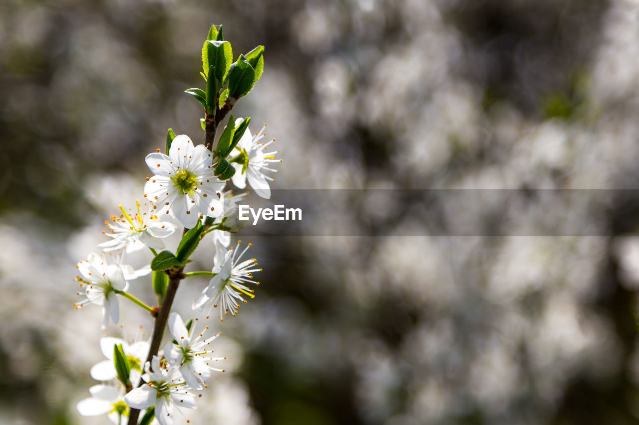 Close-up of white cherry blossom tree