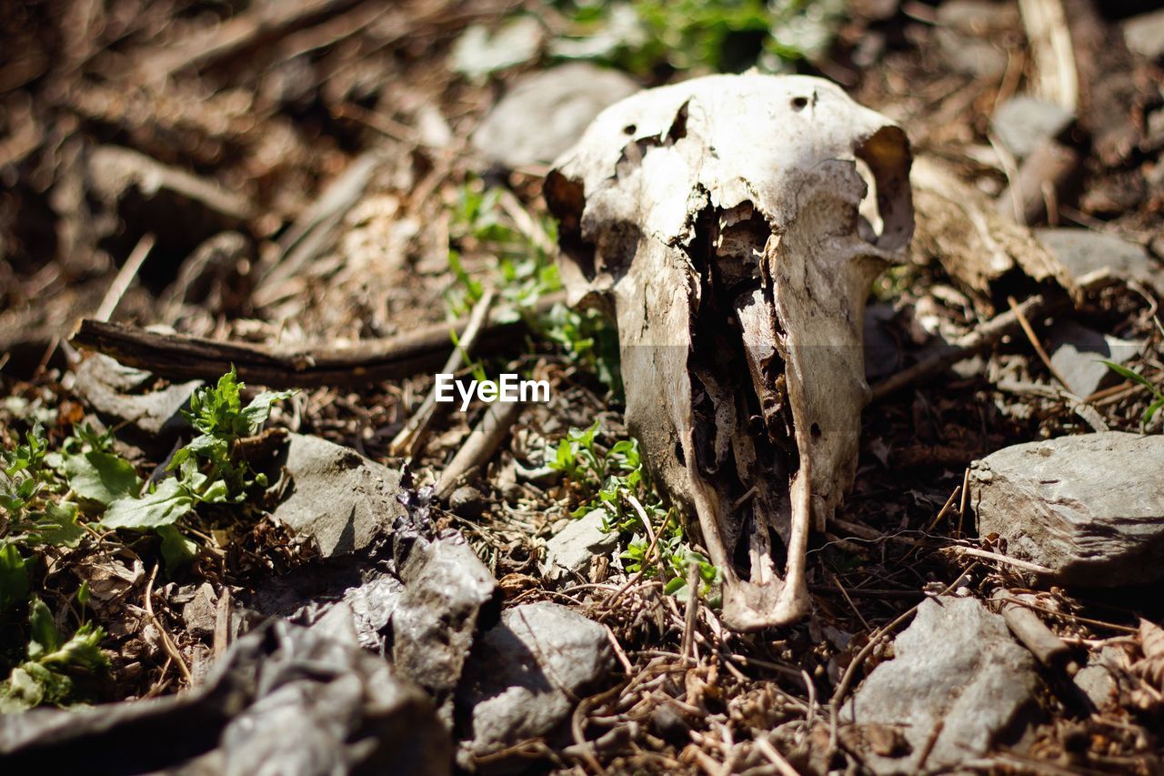Close-up of goat skull on field