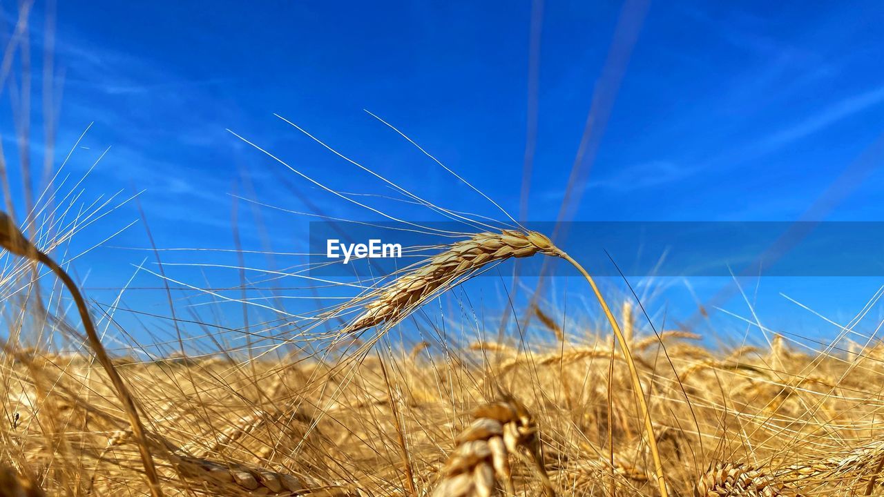 Close-up of wheat growing on field