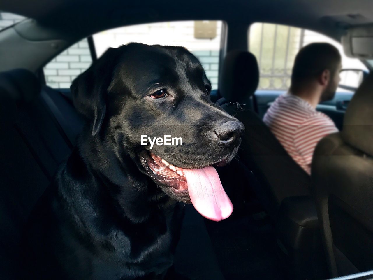 Close-up of dog sticking out tongue in car seen through window