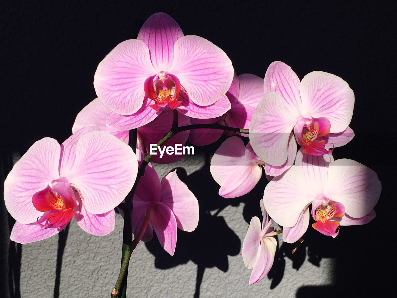 CLOSE-UP OF PINK ORCHID FLOWER AGAINST BLACK BACKGROUND