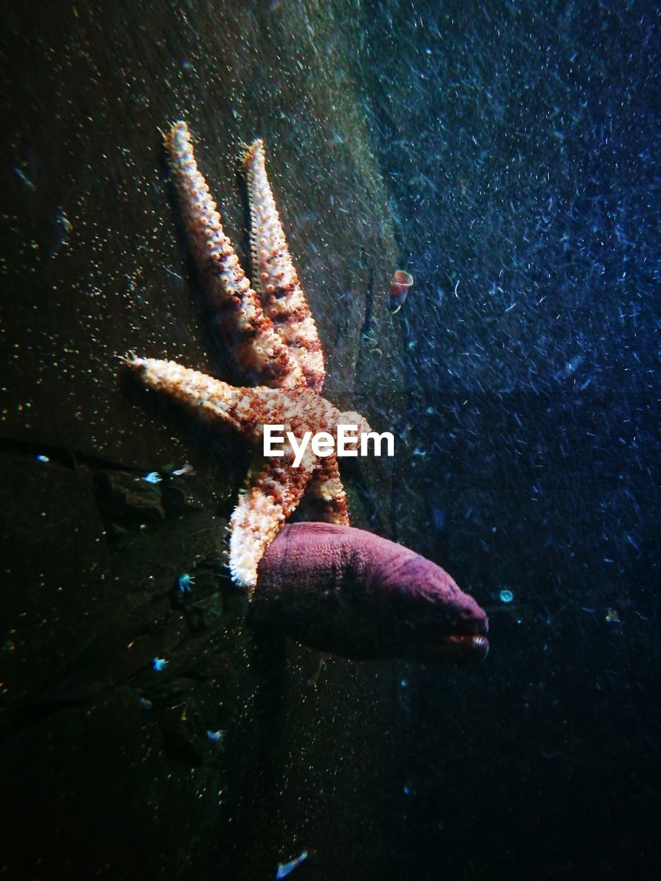 CLOSE-UP OF FISH SWIMMING UNDERWATER