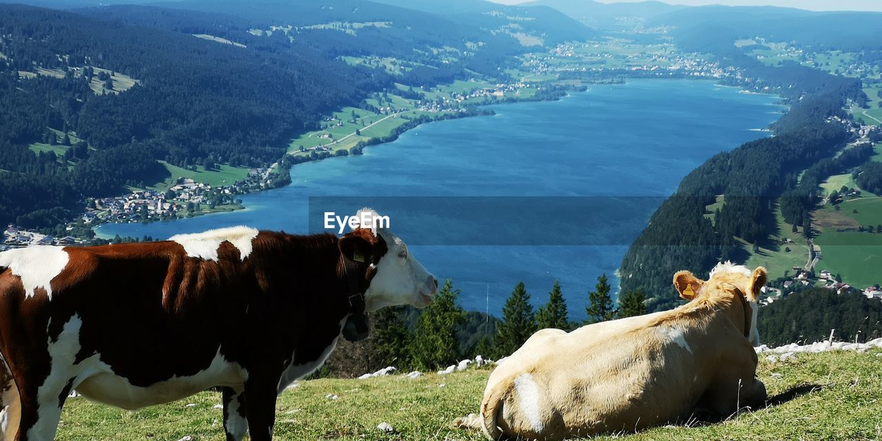PANORAMIC VIEW OF COW