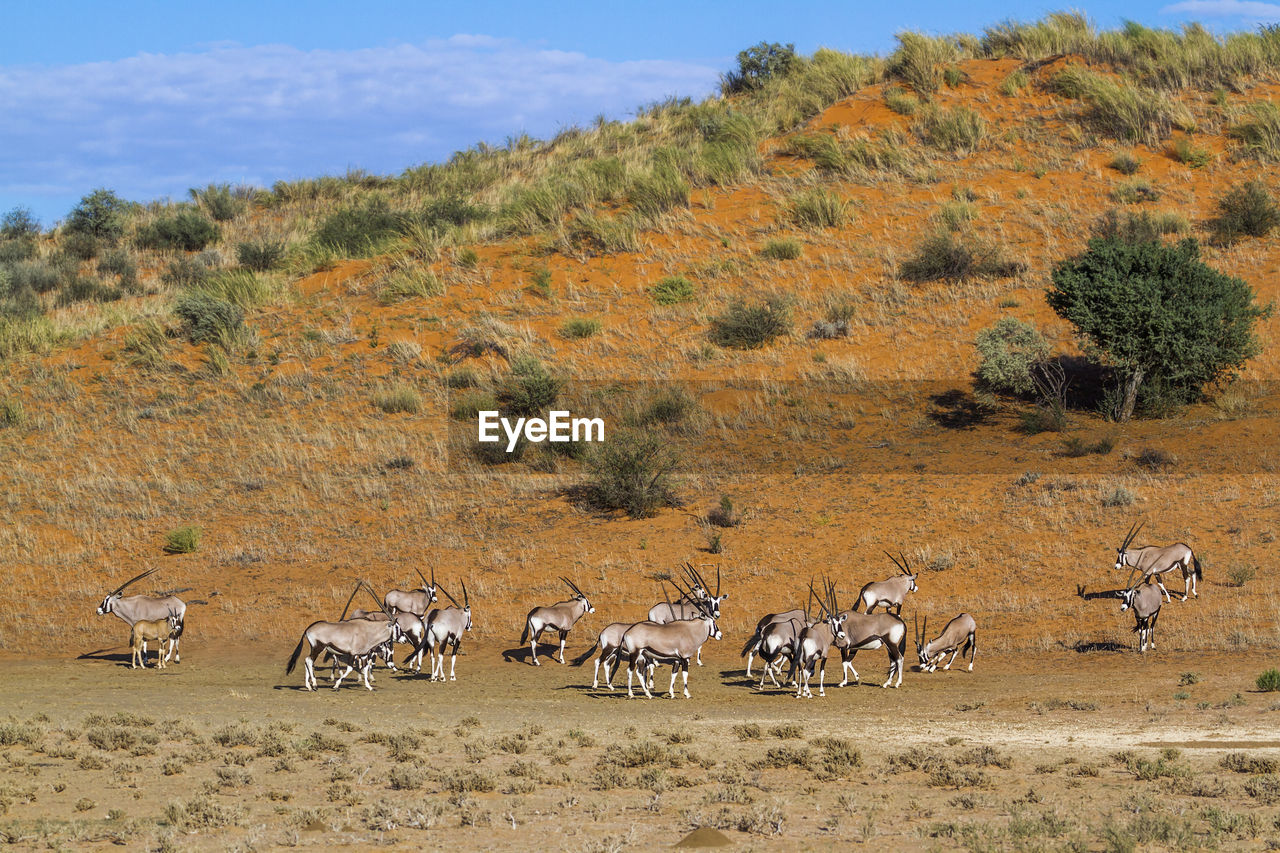 Herd of antelopes in wild