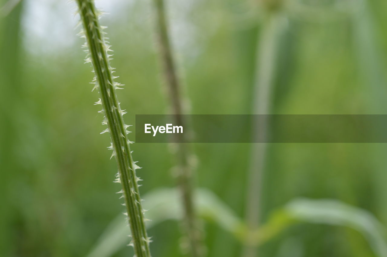 CLOSE-UP OF BAMBOO ON PLANT