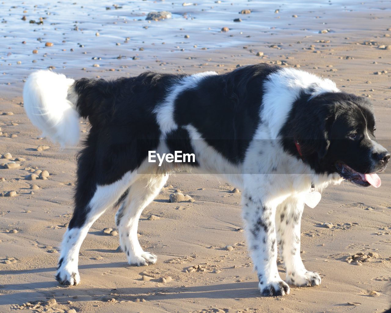 DOG STANDING ON SANDY BEACH