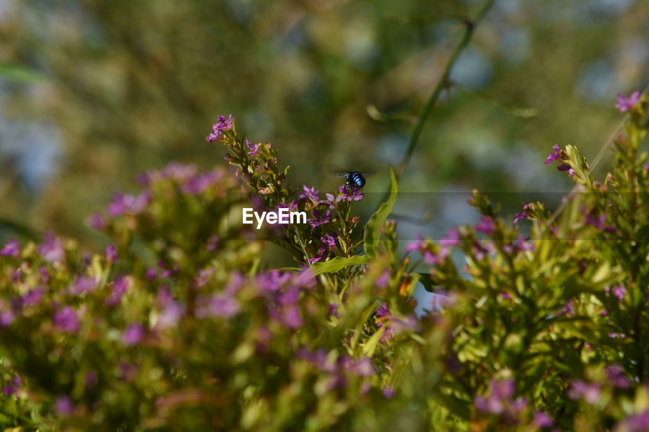 CLOSE-UP OF PINK FLOWERING PLANTS