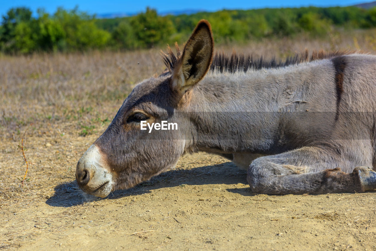 animal, animal themes, wildlife, mammal, animal wildlife, one animal, donkey, nature, no people, lying down, relaxation, side view, day, outdoors, domestic animals, land, focus on foreground, sunlight, resting, portrait, safari, travel destinations, animal body part