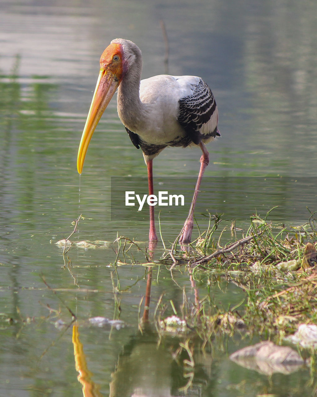 BIRD PERCHING ON LAKE