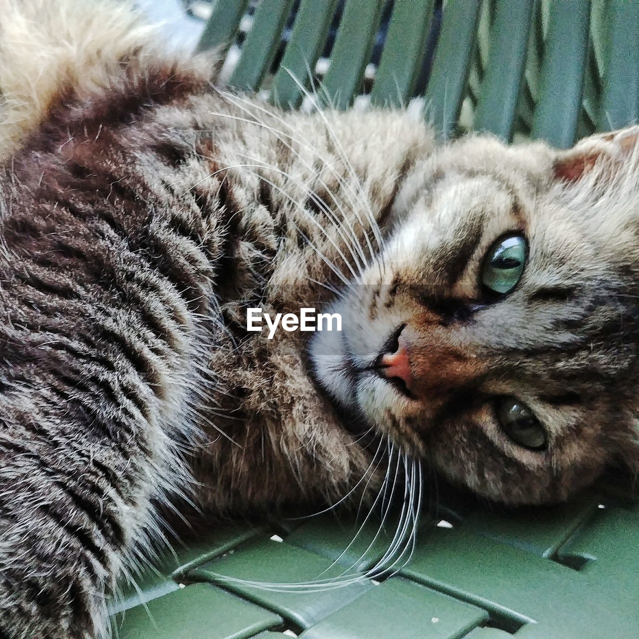 Close-up portrait of cat relaxing