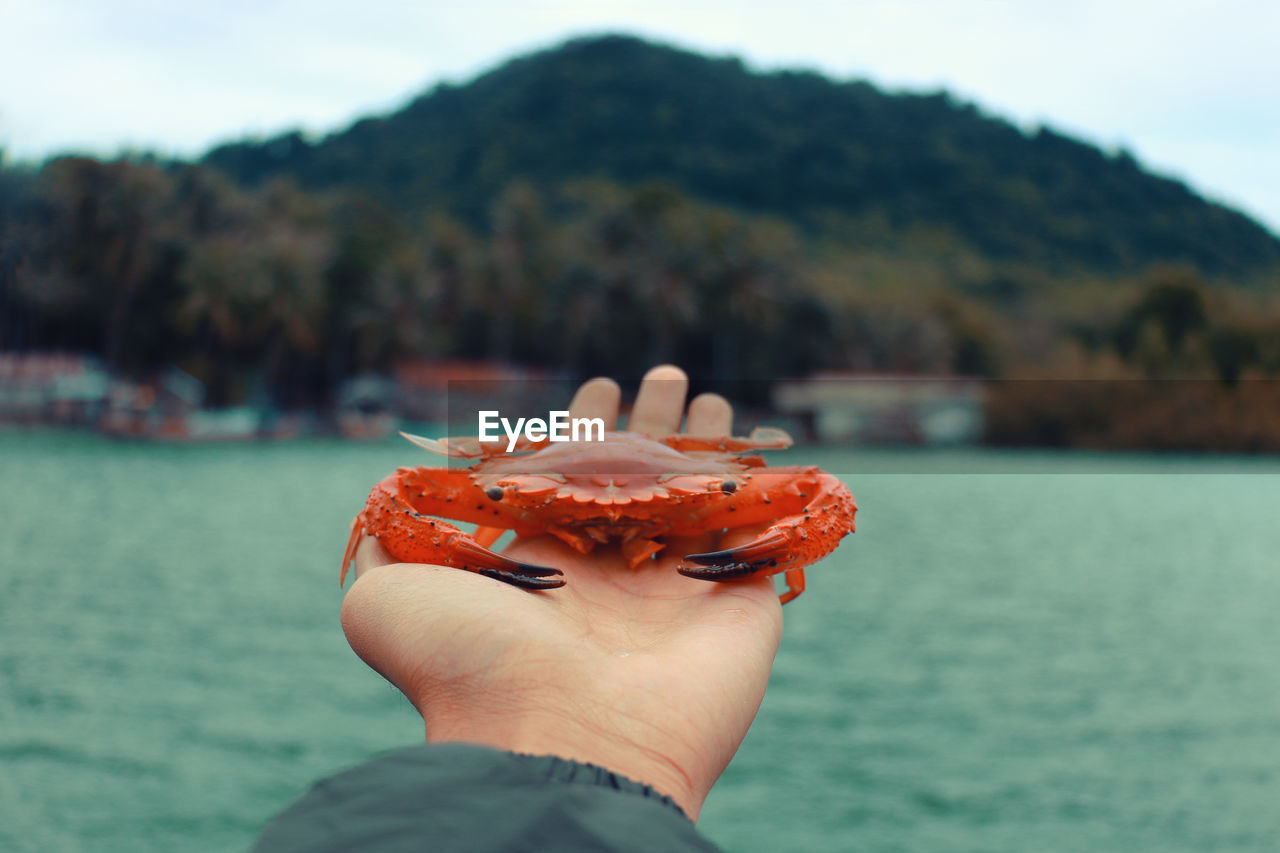 Midsection of person holding red crab against mountain