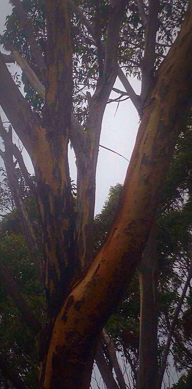 LOW ANGLE VIEW OF TREES