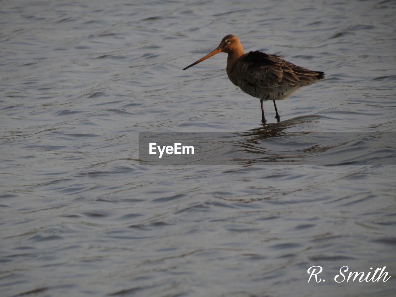 BIRD IN WATER