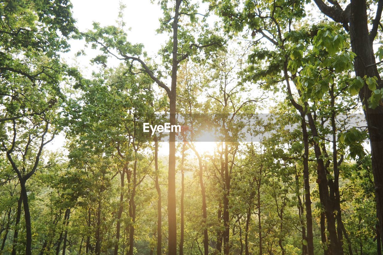 SUN STREAMING THROUGH TREES IN FOREST