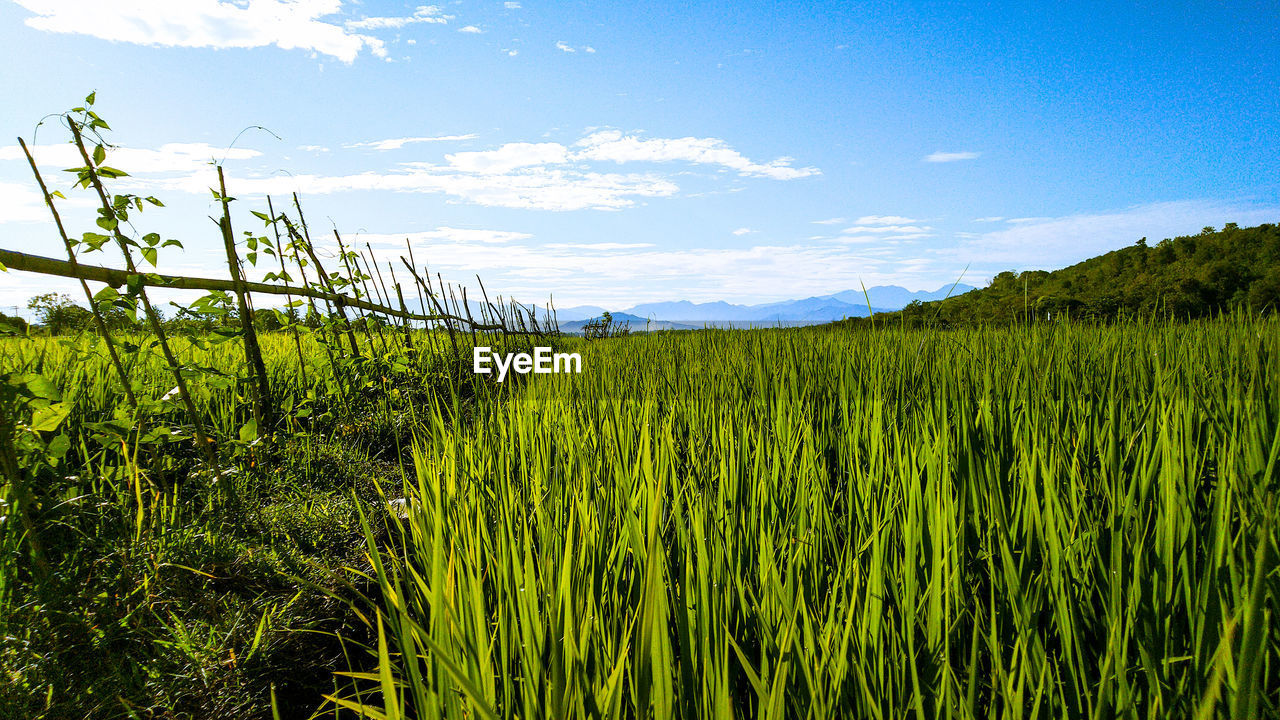 Scenic view of agricultural field against sky