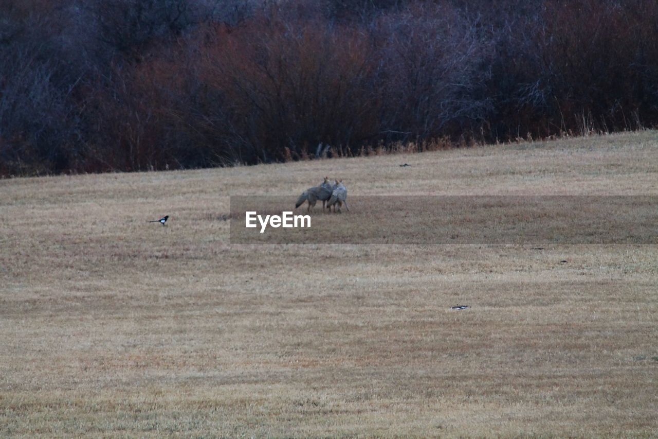 VIEW OF SHEEP ON LANDSCAPE