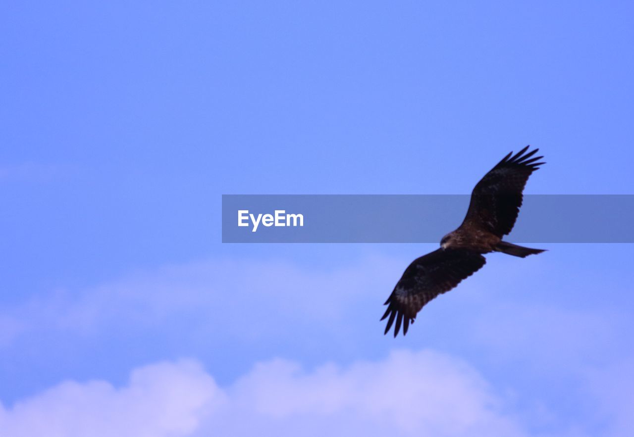 LOW ANGLE VIEW OF BIRDS FLYING OVER WHITE BACKGROUND