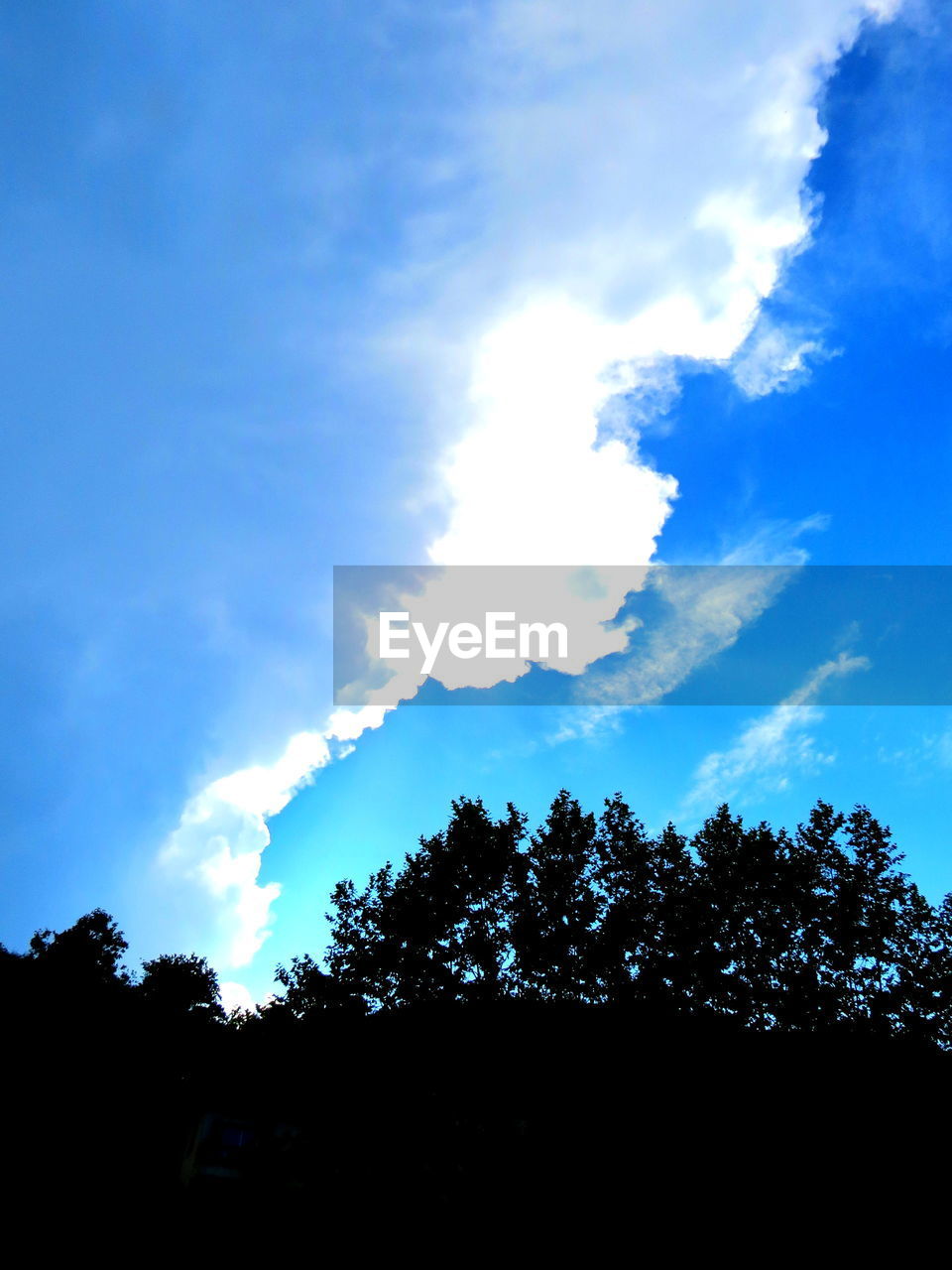 SILHOUETTE TREES AGAINST BLUE SKY