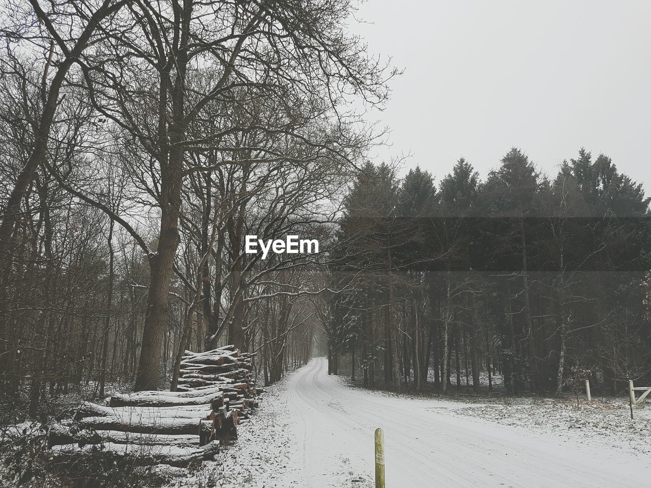 TREES ON SNOW COVERED LANDSCAPE