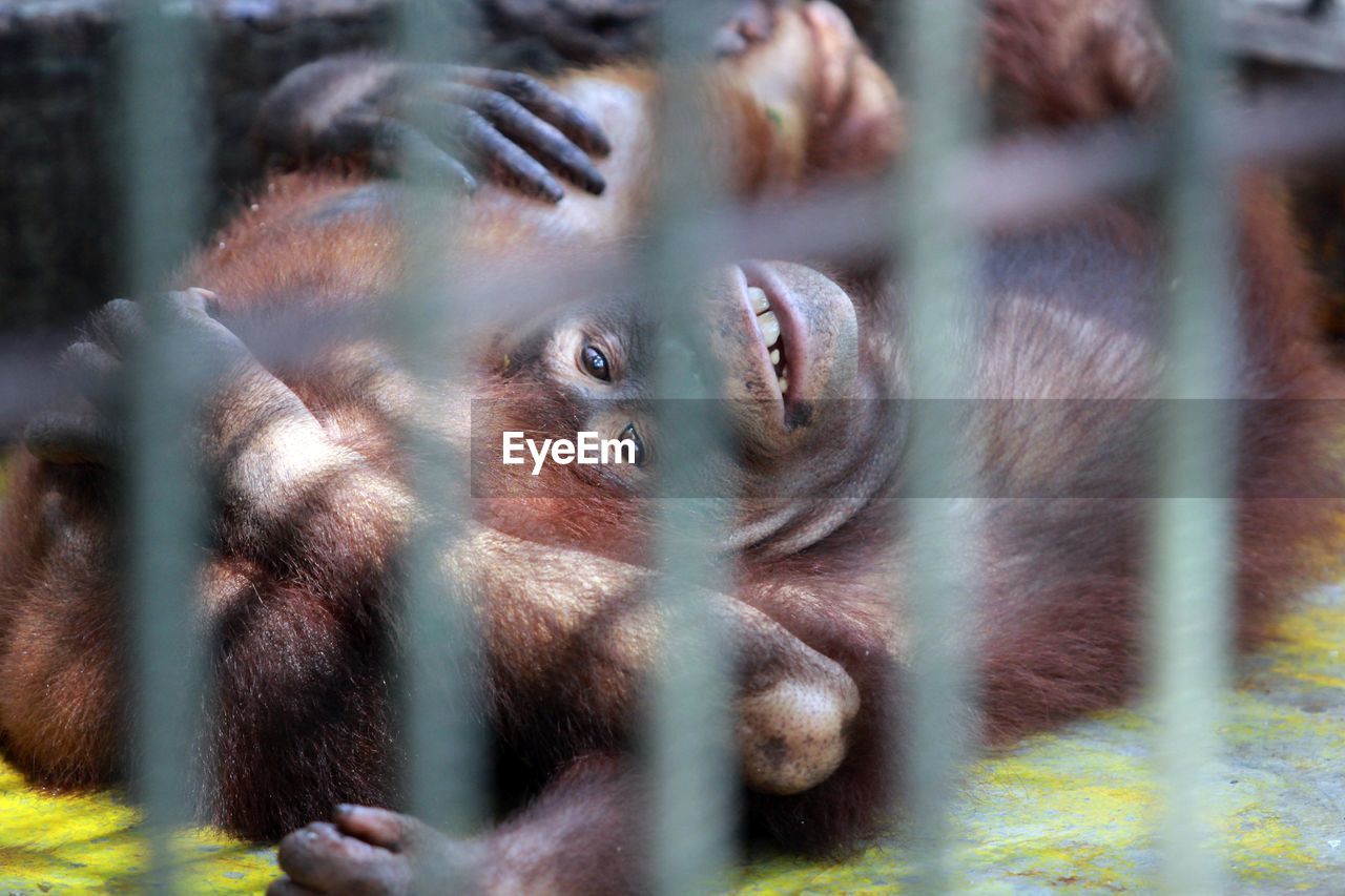 Portrait of sumatran orangutan in cage