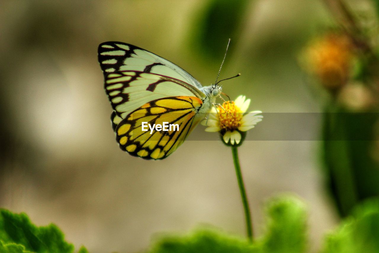 Close-up of butterfly on yellow flower