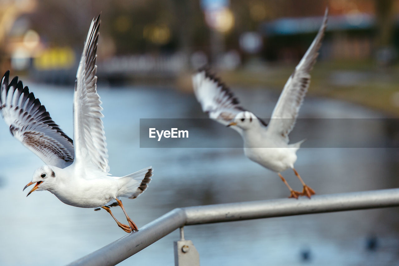 CLOSE-UP OF SEAGULLS FLYING OVER WATER