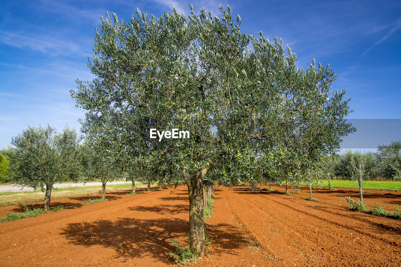 TREES GROWING ON FIELD AGAINST BLUE SKY