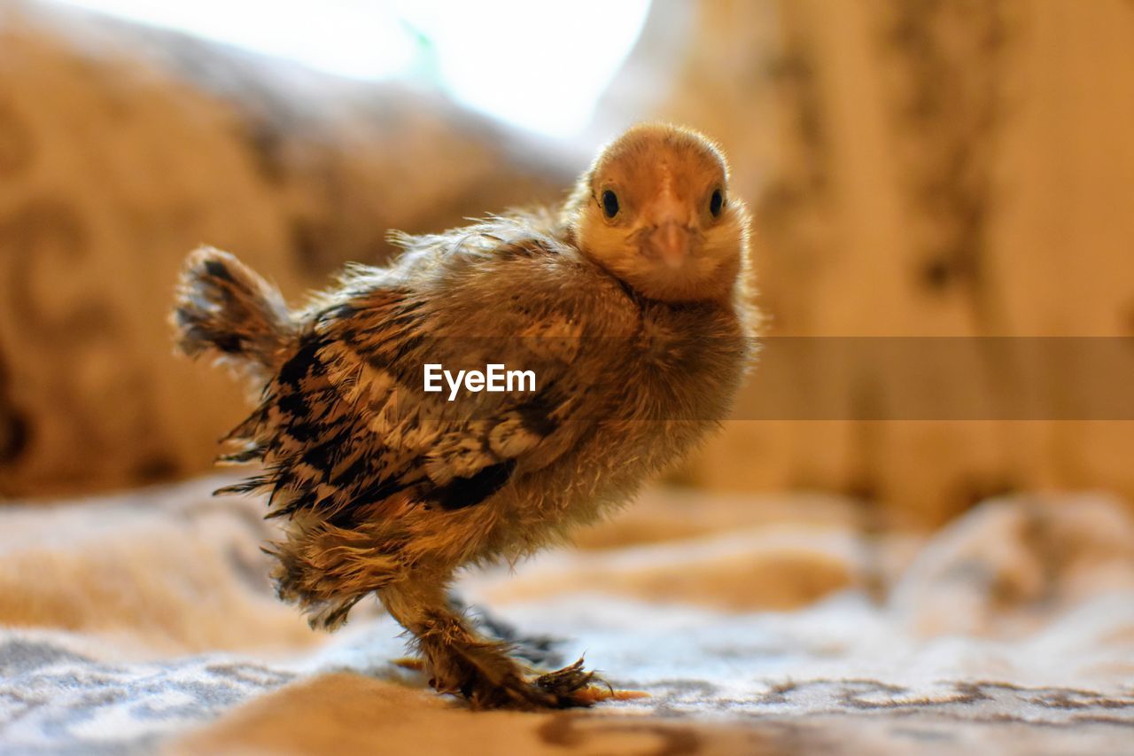 Close-up of a bird 