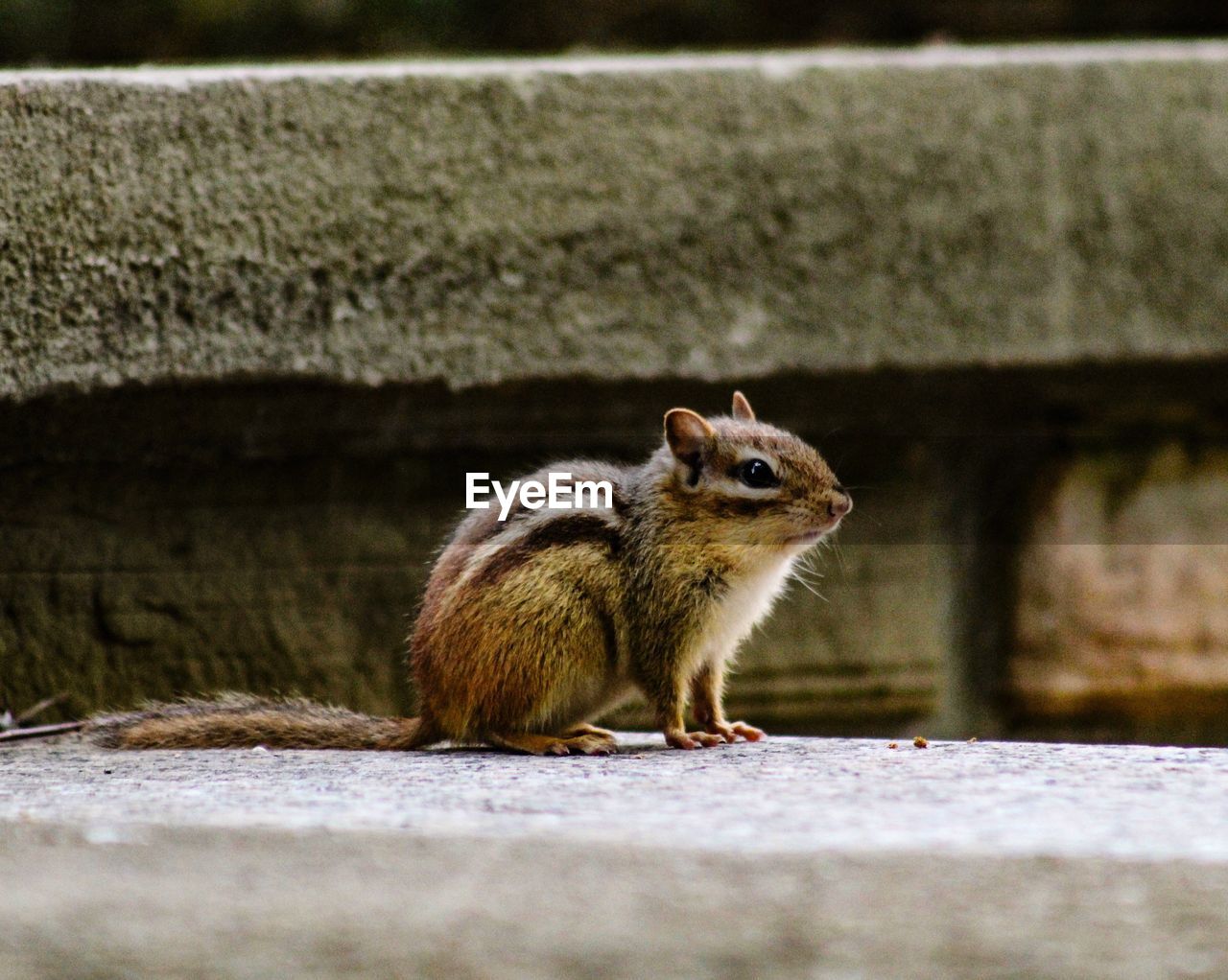 CLOSE-UP OF SQUIRREL