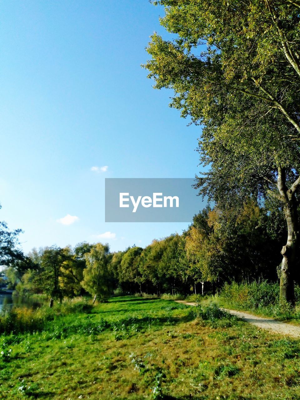 Trees on field against sky