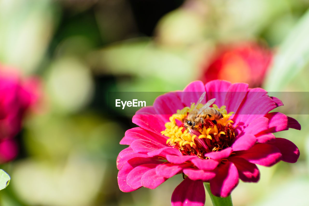 CLOSE-UP OF BEES ON PINK FLOWER BLOOMING OUTDOORS