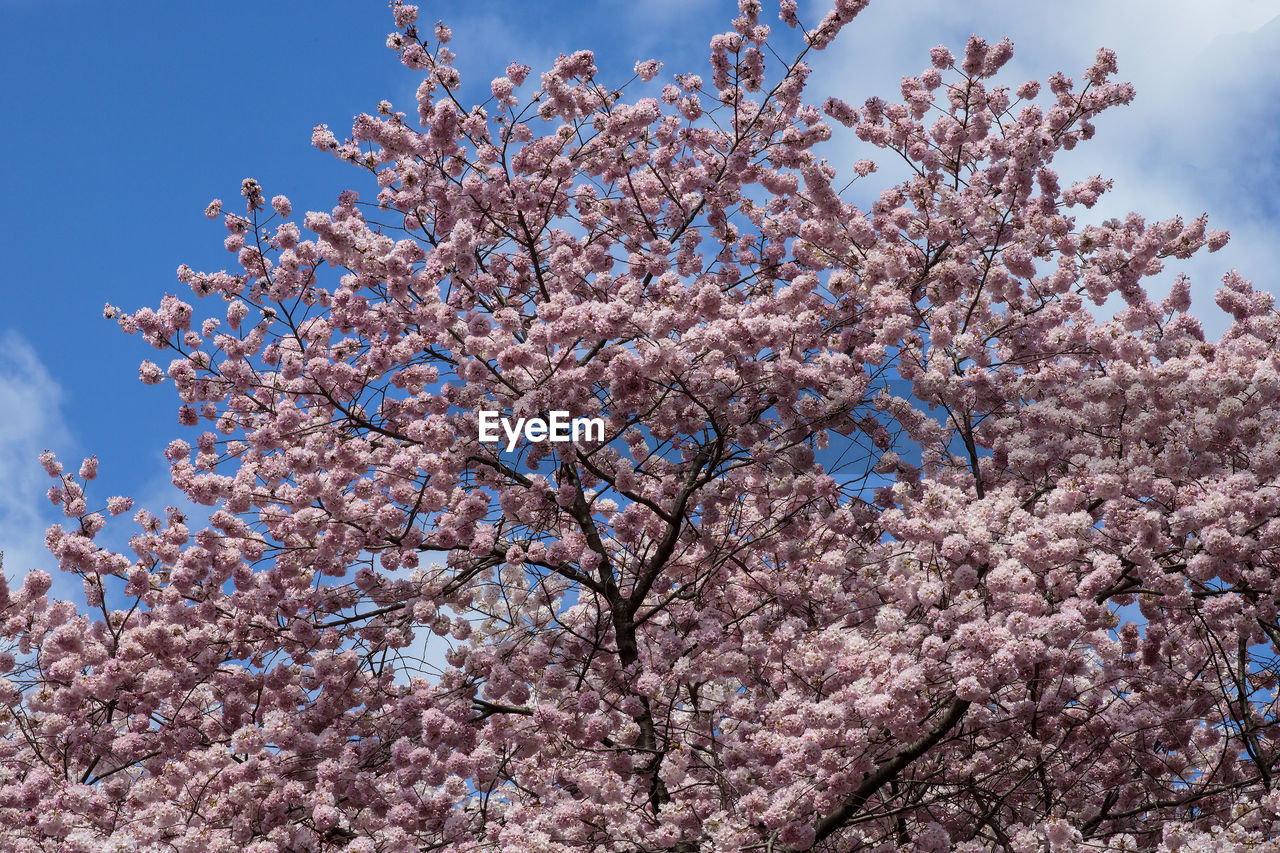 plant, tree, blossom, flower, flowering plant, springtime, freshness, fragility, beauty in nature, growth, sky, nature, branch, pink, cherry blossom, low angle view, spring, cherry tree, fruit tree, no people, day, blue, outdoors, almond tree, cloud, botany, produce, orchard, close-up