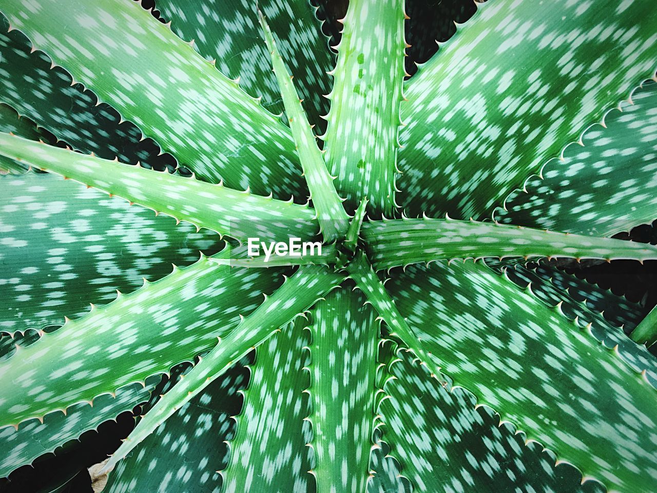 Full frame shot of aloe vera growing outdoors