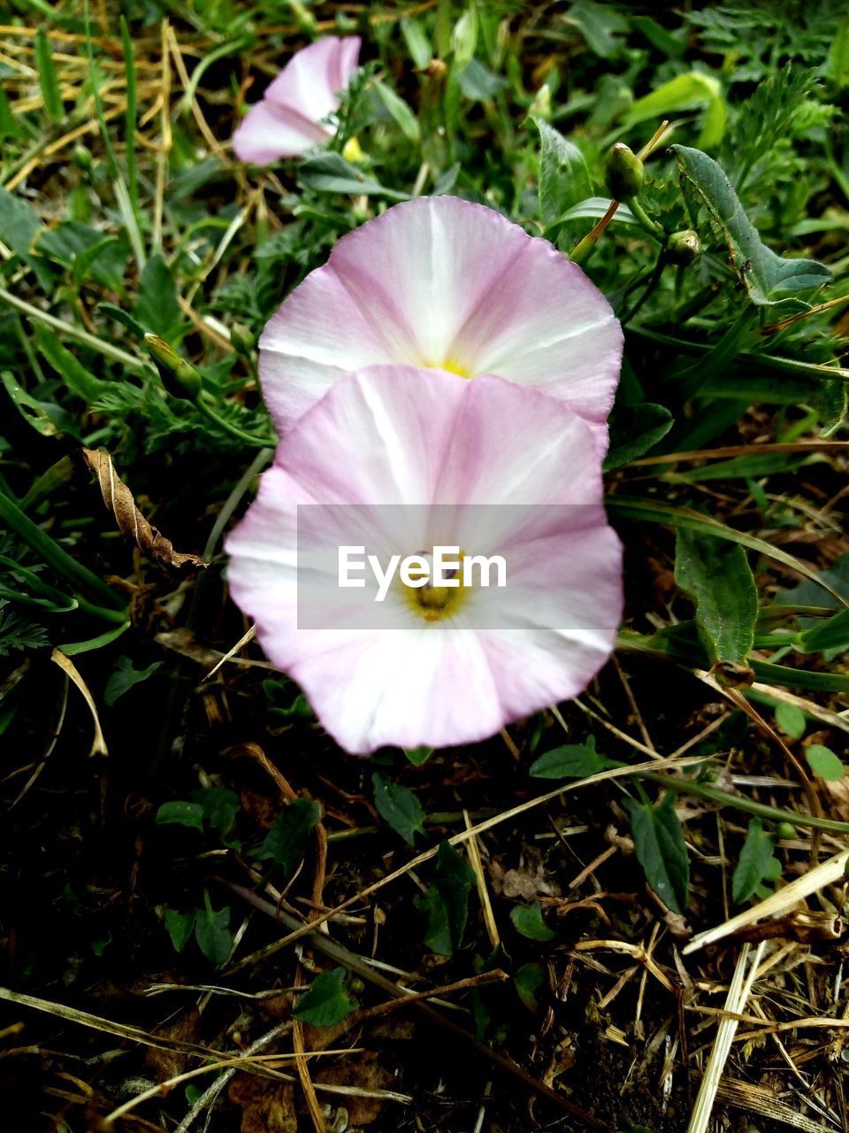 CLOSE-UP OF PURPLE FLOWERING PLANTS ON FIELD