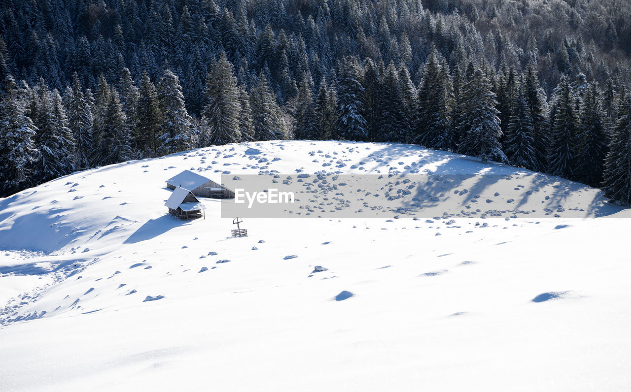 Isolated cabin in the apuseni mountains surrounded by the white of snow and coniferous trees.