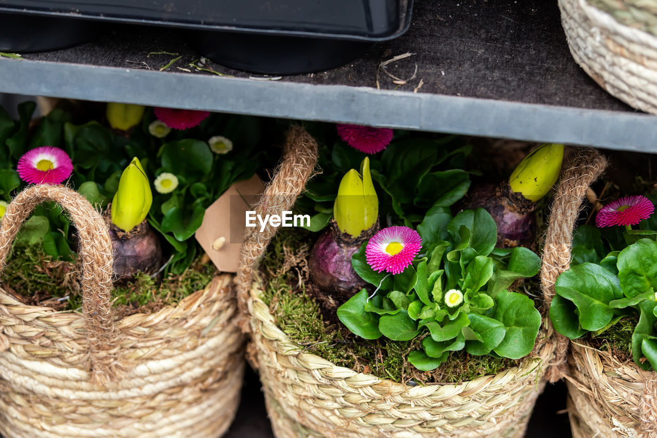 plant, basket, freshness, flower, flowering plant, no people, container, nature, growth, variation, day, high angle view, wicker, beauty in nature, outdoors, retail, for sale, close-up, potted plant, green, food, plant part, leaf, floristry, arrangement, food and drink