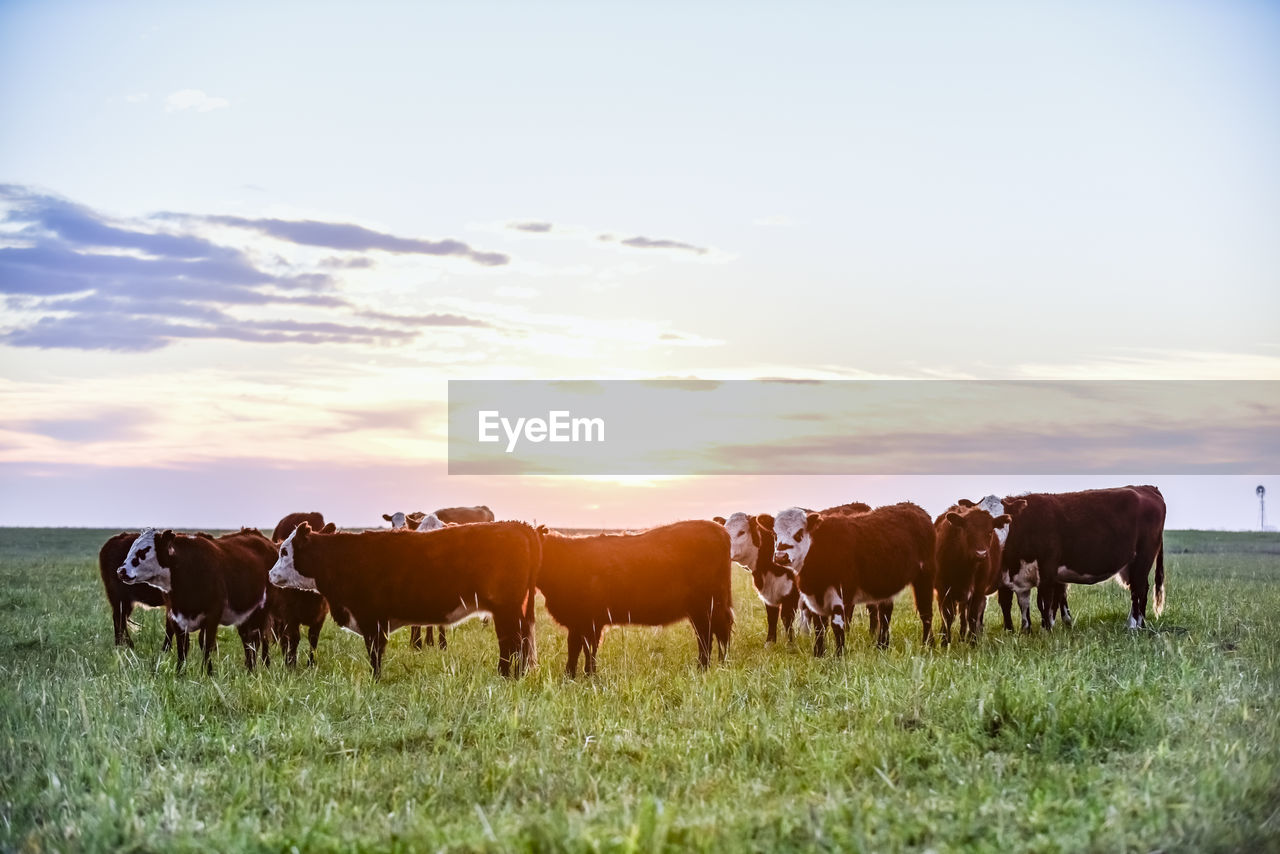 cows standing on field against sky