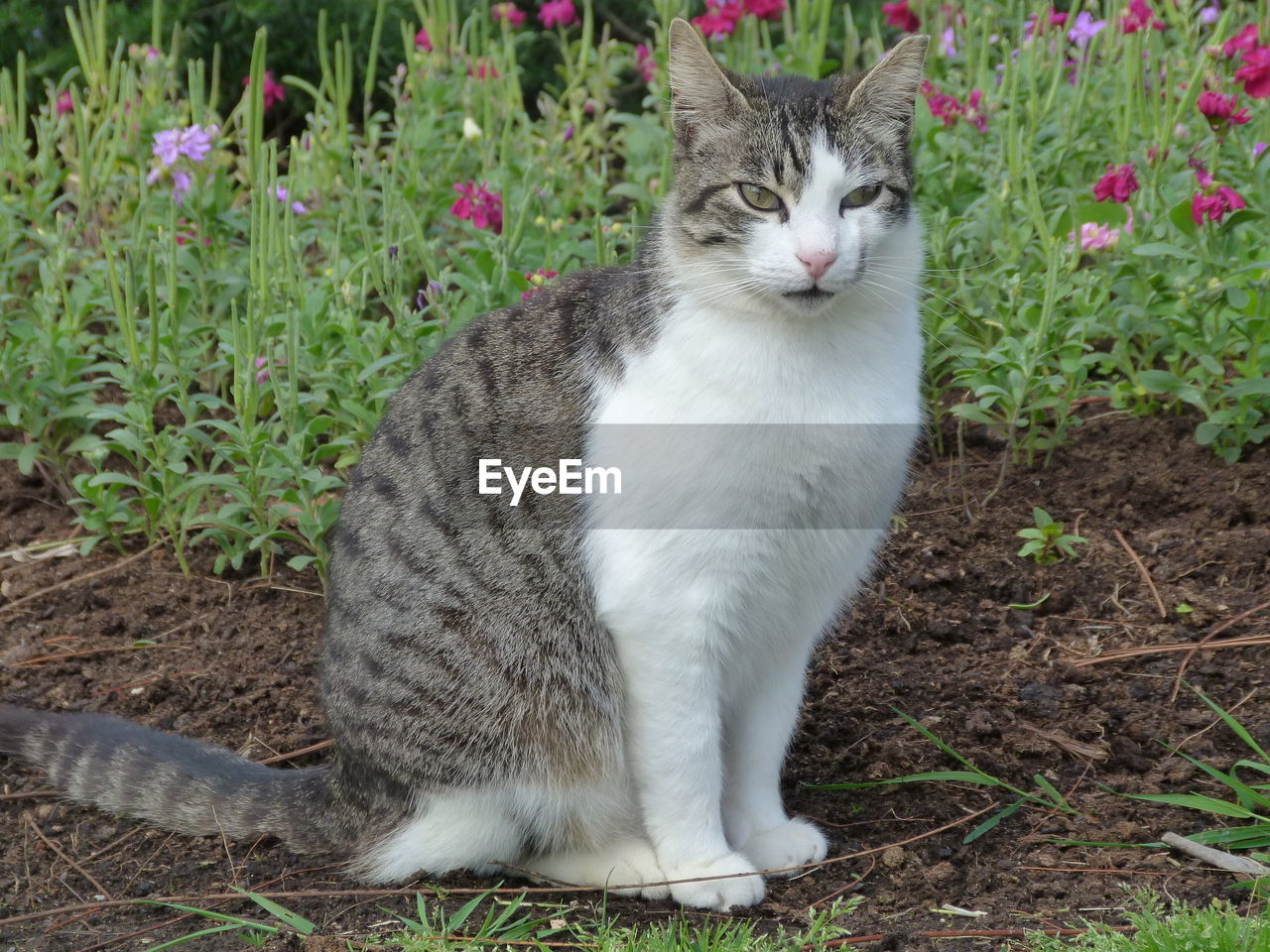 Portrait of cat on field