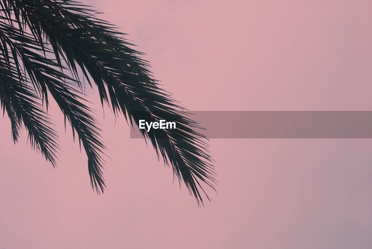 CLOSE-UP OF PALM TREE AGAINST CLEAR SKY