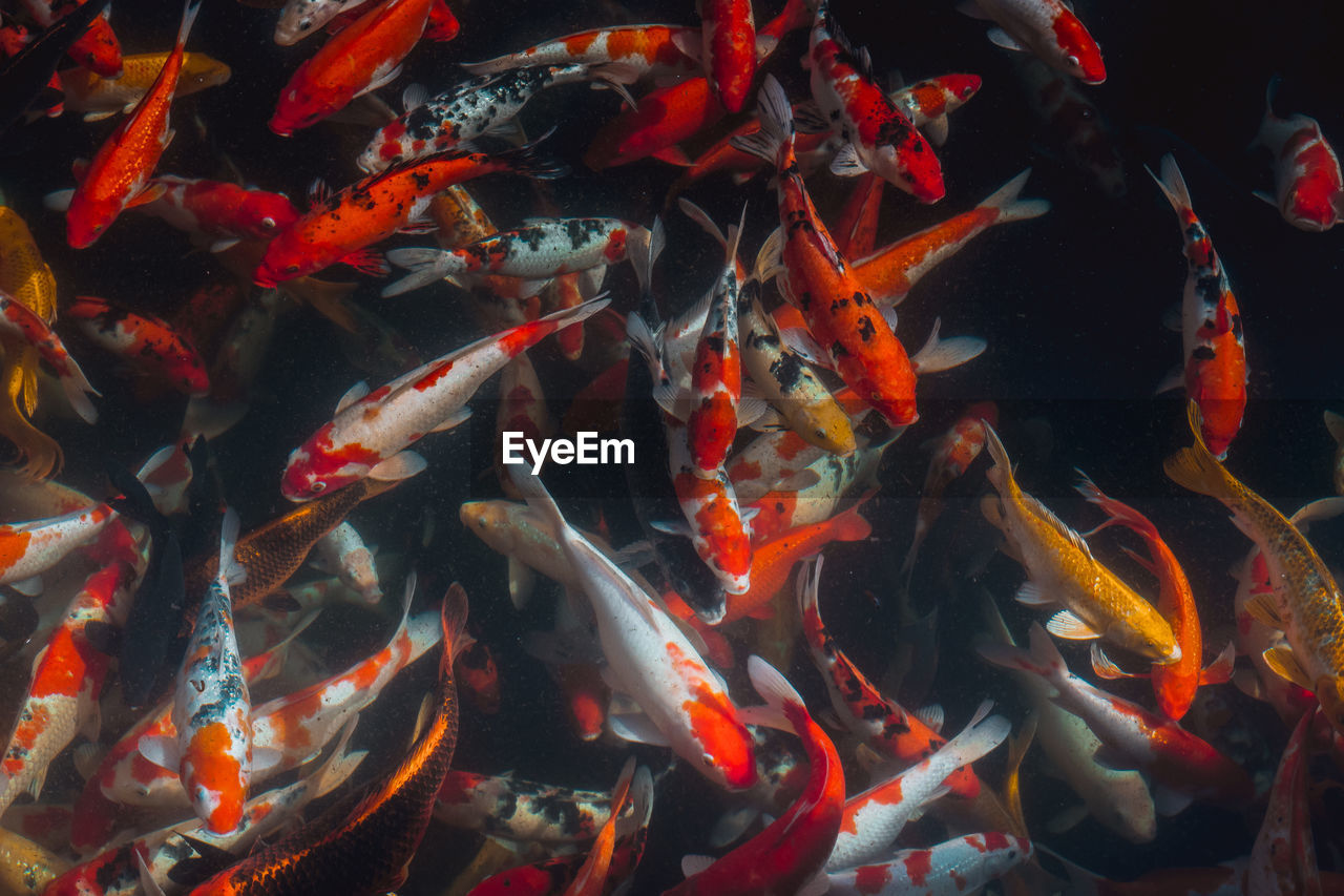 View of koi carps swimming in pond