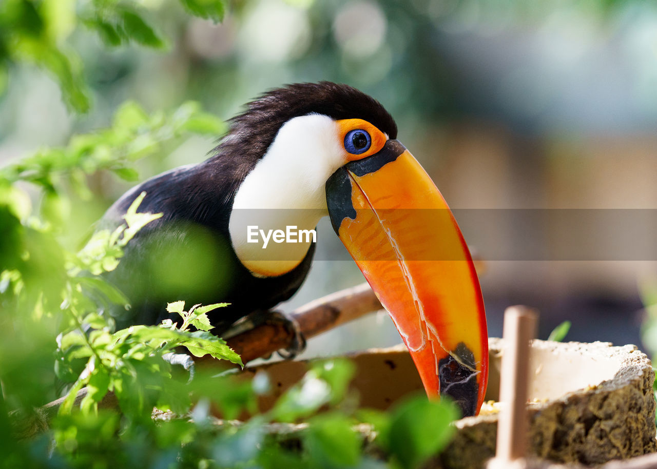 Close-up of hornbill perching outdoors